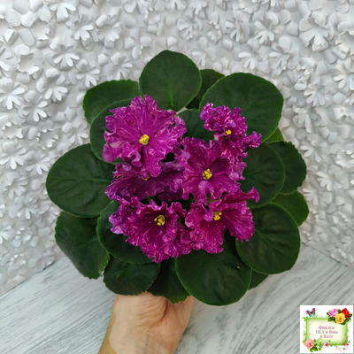 АВ-Тайны Востока (Фиалковод) 2022 г. (детка)