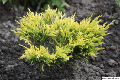 Можжевельник горизонтальный Лайм Глоу