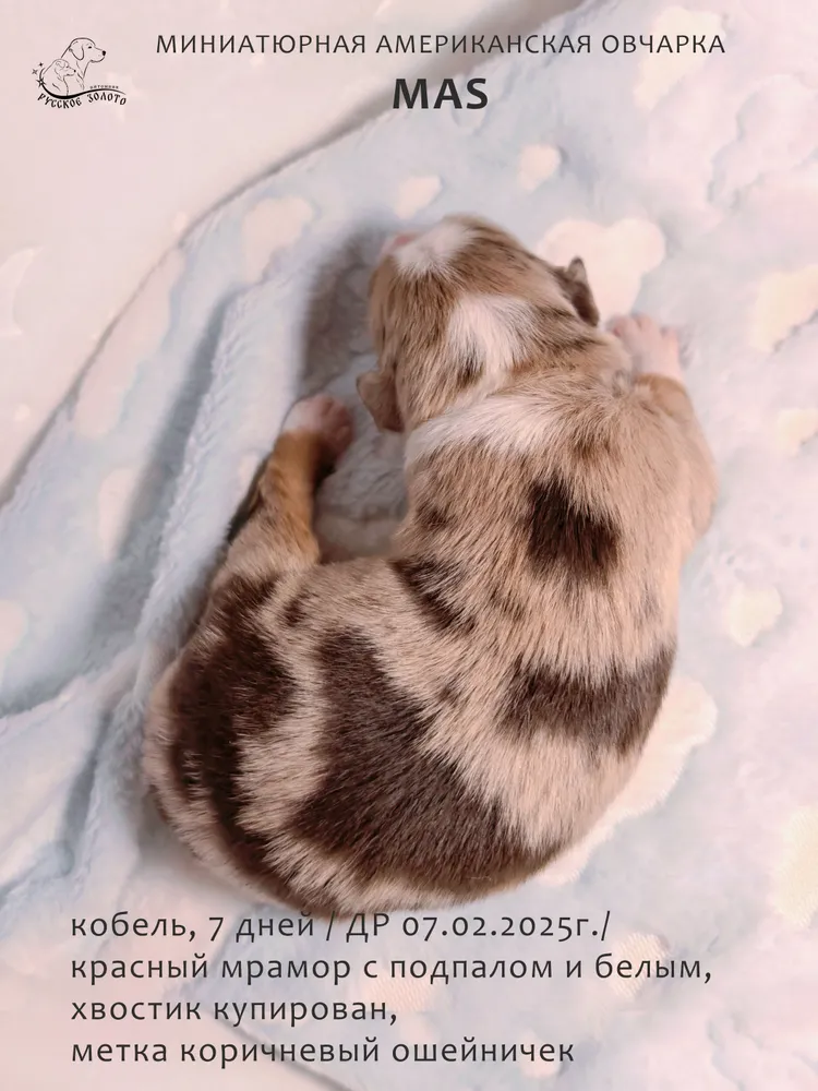 Мальчик с коричневым ошейничком, красный мрамор. 7 дней.