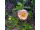 Дэйдаун лапчатка (Potentilla`Daydawn`)(15-30/3л)