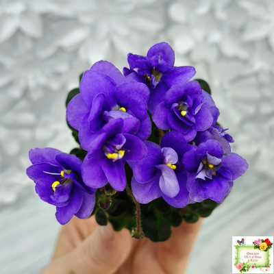 Mac's Pizza Pizzicato (G. McDonald) 01/31/2008 (гёрл-лист)