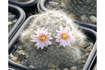 Mammillaria glasii L 1186A