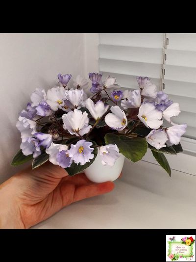 Rob&#039;s Pewter Bells (R. Robinson) 07/06/1992