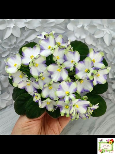 Марина Цветаева (А.Басенина) 2017 г. химера (сорт укоренённый пасынок)