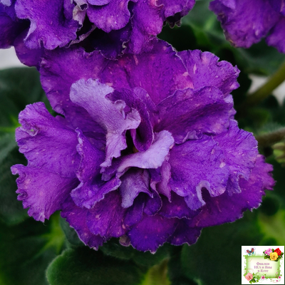 ДВ-Елена Прекрасная (Д. Лягина) 2024 г. (лист укоренённый)