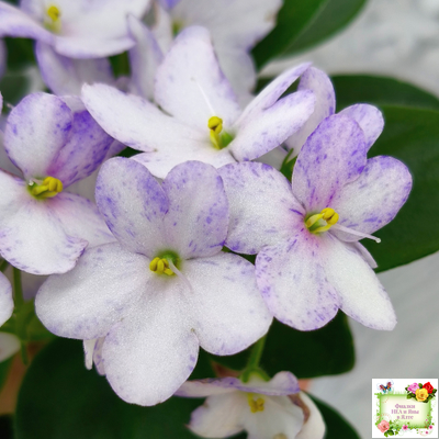 Белый Клоун (Е. и Я. Немчиновы) 2025 г. трейлер