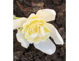 Galanthus "Lady Elphinstone"