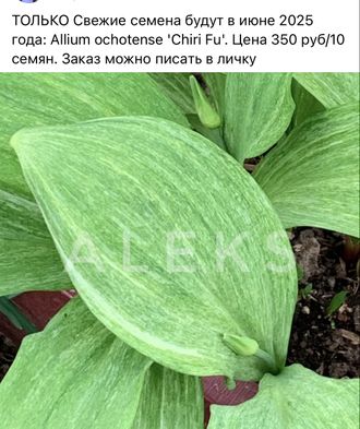 Лук Chiri Fu