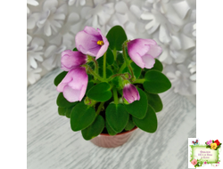 SimSim Tiny Bells (Alex Mayer) (детка)