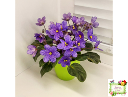 Winnie The Pooh (LLG/Sorano) (пасынок-стартер укоренённый)