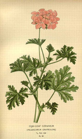 Герань (Pelargonium graveolens), Египет, цветки (5 мл) - 100% натуральное эфирное масло
