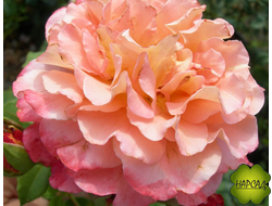 РОЗА ЧАЙНО-ГИБРИДНАЯ "АВГУСТА ЛУИЗА" (Augusta Luise)