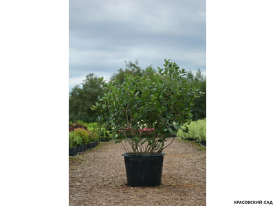 Арония черноплодная - Arónia melanocárpa