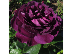 Роза Минерва (Minerva), ОКС, Россия