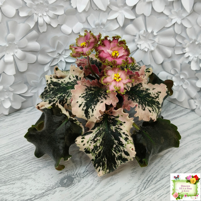 МТ-Пески Времени (М. Тотиева) 2022 г.