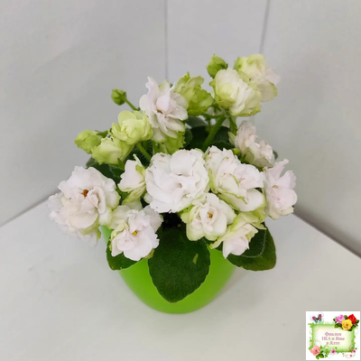 Irish Flirt mini (S.Sorano)