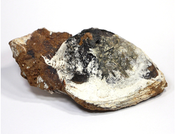 Керченит, Вивианит в раковине, Крым, Керчь (116*75*50 мм, 409 г) №17918