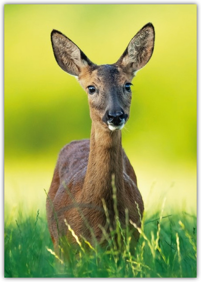 Трепетная косуля