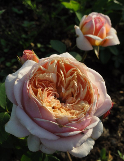 Шарль де Нерво (Charles de Nervaux)