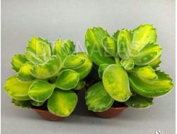 Cotyledon Tomentosa Lemon Stripe