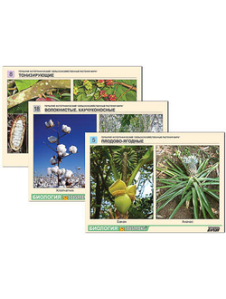 Гербарий фотографический "Сельскохозяйственные растения мира"