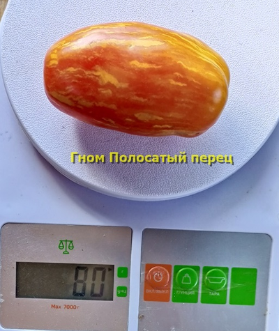 Томат Гном Полосатый перец  (Dwarf Pepper Like Stripe)