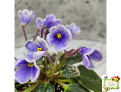 Н-Лесной Родник (Н. Бердникова) 2015