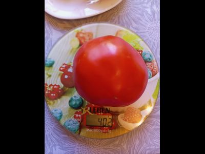 Томат Божий дар