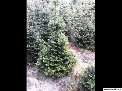 Пихта корейская - Abies koreana