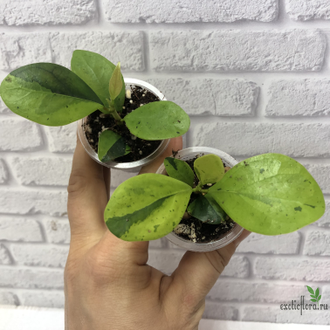 Ficus Diversifolia var.  Watermelon / фикус дельтовидный Арбуз