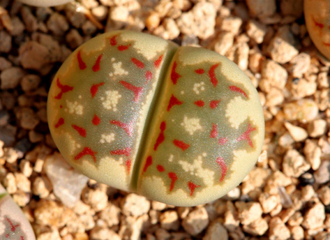 Lithops dorotheae F357 (MG1570.9) - 10 семян