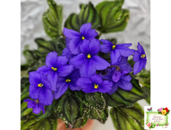 LV-БИГ (Л. Шевелева) 2024 г. трейлер (лист с детками посажен 15.08.25)