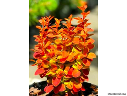 Барбарис Тунберга Orange Alf - фото листвы - красовский-сад.рф