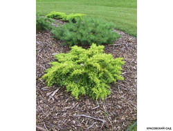 Можжевельник Даубс Фростед - Daub`s Frosted