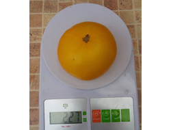 Томат Гном Золотой цыган, (Dwarf Golden Gypsy, Голден Джипси)