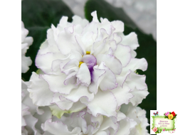 РМ-Прекрасный Жемчуг (Н. Скорнякова) 2022 г.