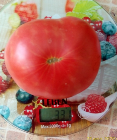 Томат Дедушка Эшлок (Grandfhater Ashlock)