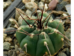 Gymnocalycium bruchii v. niveum VG 536