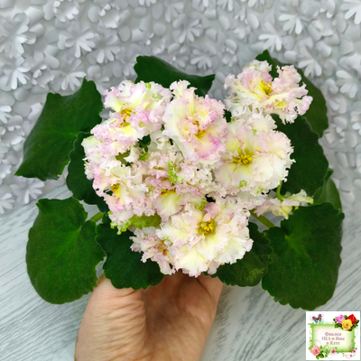 ЛЕ-Злато Скифов (Е. Лебецкая) 2015 г. (лист укоренённый)