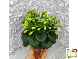 Emerald Bell (О.Барышева) 2016