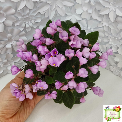 Flashy Trail (H.Pittman) TX Hyb трейлер