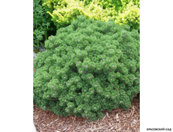 Сосна Шервуд Компакт - Sherwood Compact