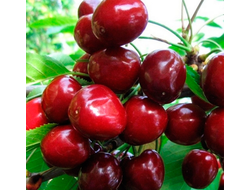 Черешня Бряночка