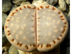 Lithops hallii Geelkop (MG-1605.34) - 10 семян