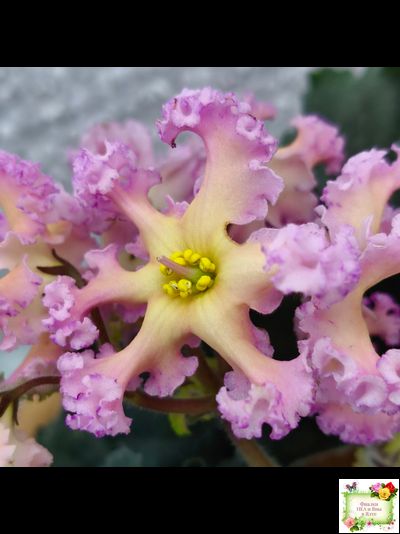 РМ-Оранжевое Лето (Н. Скорнякова) 2022 г.