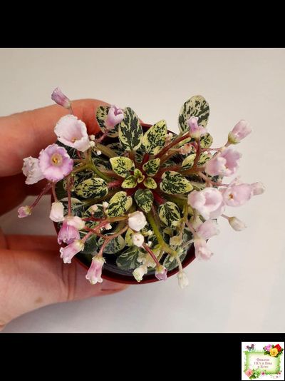 Precious Pixie (S.Sorano)