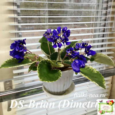 DS-Brian (Dimetris) 2014 г. (пестролистная бастл-листва)