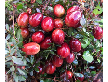 Клюква крупноплодная Франклин