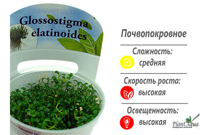 Глоссостигма меристемная