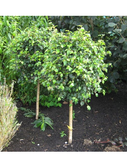 Береза повислая Magical Globe